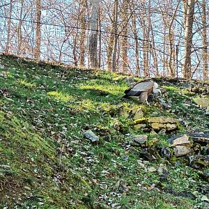 Eurasian Griffon Vulture