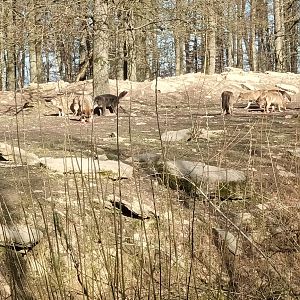 Gray Wolf Feeding and Keeper Talk