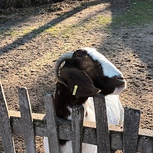 Boer Goat