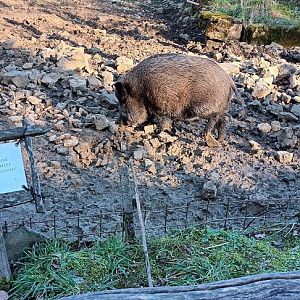 European Wild Boar