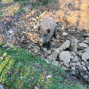 European Wild Boar