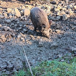 European Wild Boar