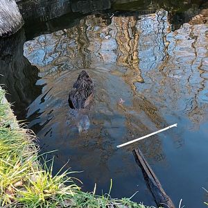 North American Beaver
