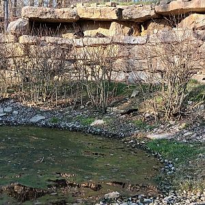 Inside of the walkthrough Northern bald Ibis Aviary