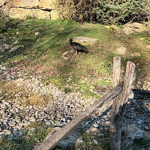 Northern bald Ibis