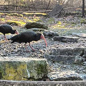 Northern bald Ibis