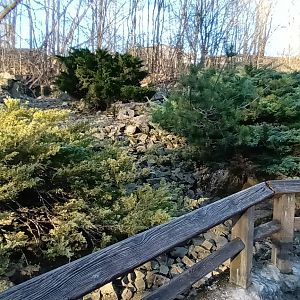 Arctic Fox Enclosure
