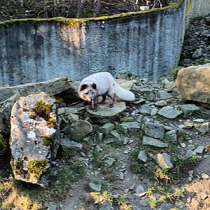 Arctic Fox