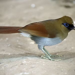 Buffy Laughingthrush (Garrulax berthemyi)