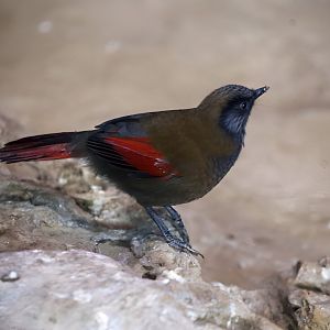 Red-winged Laughingthrush (Garrulax formosus)