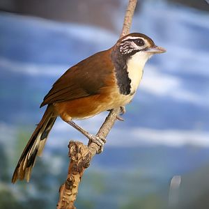 Greater Necklaced Laughingthrush (Garrulax pectoralis)