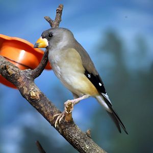 Chinese Grosbeak (Eophona migratoria)