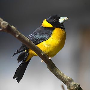 Collared Grosbeak (Mycerobas affinis)