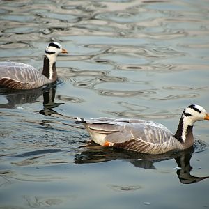 Bar-headed Goose