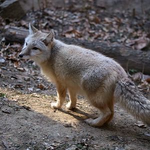 Corsac Fox