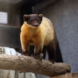 Yellow-throated Marten