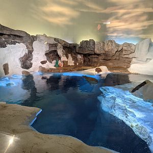 Wild Arctic - Walrus (October 10 2021)