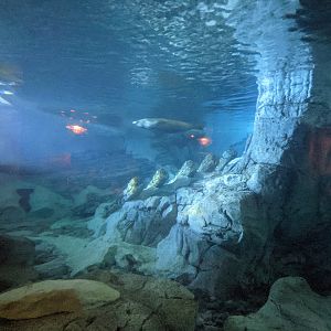 Wild Arctic - Seals (October 10 2021)