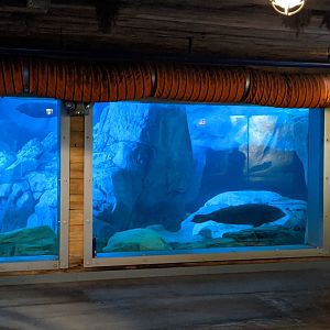 Wild Arctic - Seals (October 10 2021)