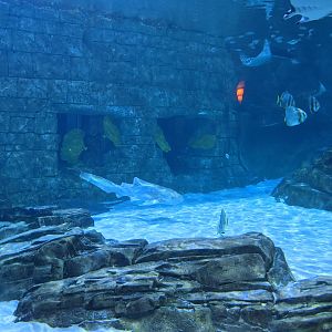 Manta Aquarium - Zebra shark (October 10 2021)