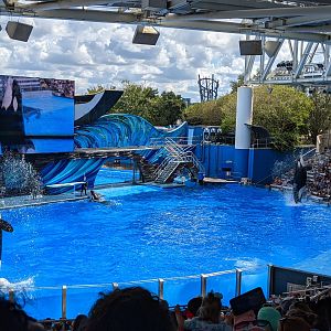 Orca Show - (October 10 2021)
