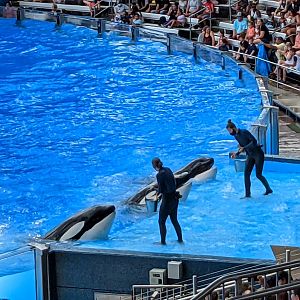 Orca Show - (October 10 2021)