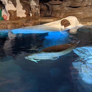 Wild Arctic - Walrus (October 10 2021)