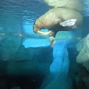 Wild Arctic - Walrus (October 10 2021)