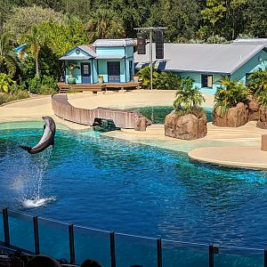 Dolphin show (October 10 2021)