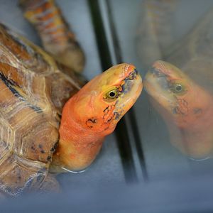 Bourret's box turtle (Cuora bourreti)