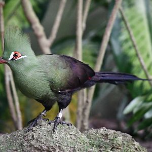 Green turaco