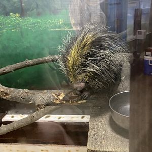 Black-Tailed Hairy Dwarf Porcupine (Coendou melanurus)