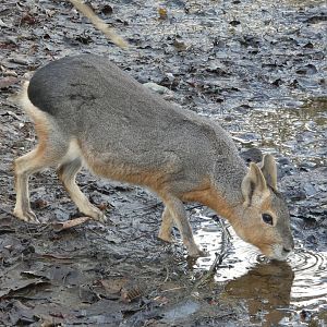 Patagonian mara