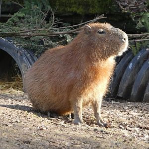 Capybara