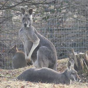 Macropodidae