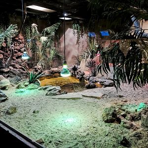 Leopard tortoise terrarium