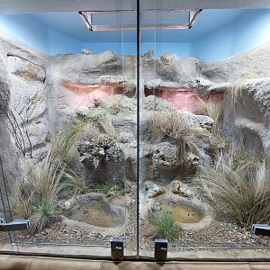 Pseudocerastes urarachnoides exhibit