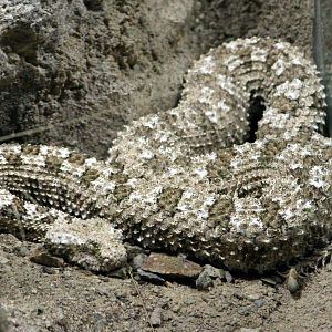 Pseudocerastes urarachnoides