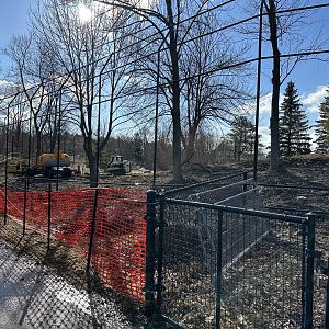 Amur Tiger Expansion