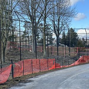 Amur Tiger Expansion