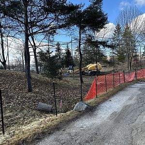 Amur Tiger Expansion