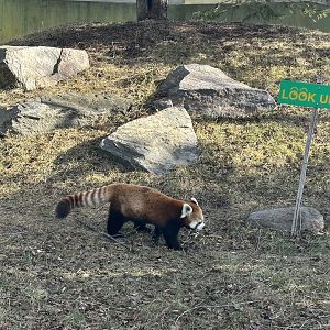 Paprika the Red Panda