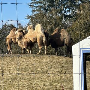 The Camels
