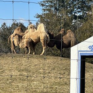 The Camels (2)