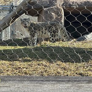 Pemba the Snow Leopard