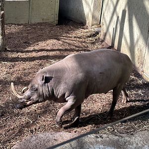 Buck the Male Babirusa