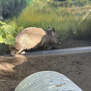 Matilba the Wombat