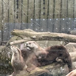 River Otters: RJ and Talise