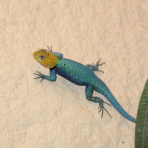 Guatemalan emerald spiny lizard (Sceloporus taeniocnemis)