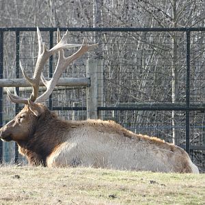 Manoah (American elk)